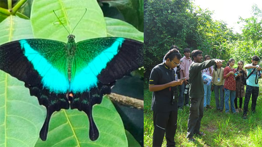 butterfly species 